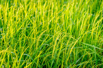 Fototapeta premium Rice plants that are growing and are producing grains during the harvest season.