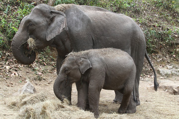 Fototapeta premium Elephant mother with its baby in the jungle of Thailand
