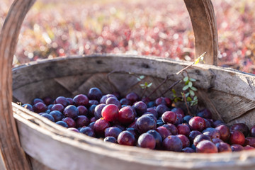 Big cranberries in a basket.