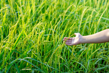 Hands and rice plants are growing bright green.