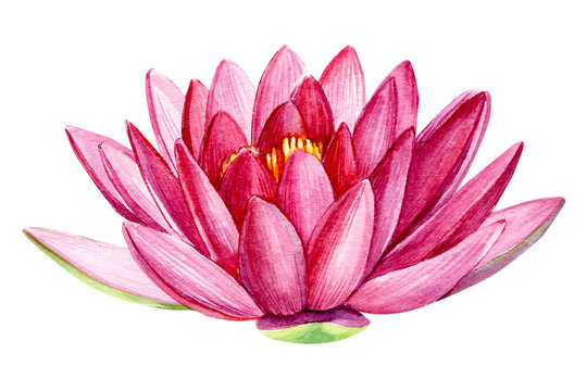  pink lotus flower, watercolor illustration, hand drawing, flora wedding