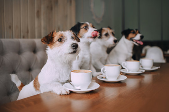Four jack russell terriers sitting in front of cups