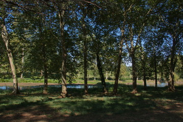 Fototapeta premium Park of castle Brissac of the Loire valley in France,Europe