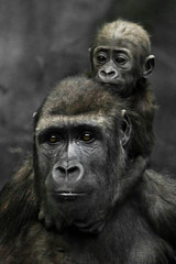Gorilla mother's head  and Cute little gorilla baby on her neck hugs her legs.