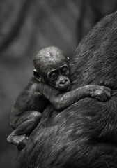 little gorilla kid clings to mother's coat.