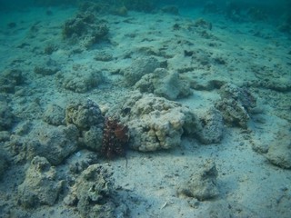 Octopus bizarrely changes colour and texture while hunting in the Red Sea, Marsa Alam, Egypt