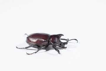 Close-up side of Siamese Rhinoceros Beetle or Fighting Beetle (Xylotrupes gideon) on white background.