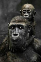Obraz premium Gorilla mother's head and Cute little gorilla baby on her neck hugs her legs.