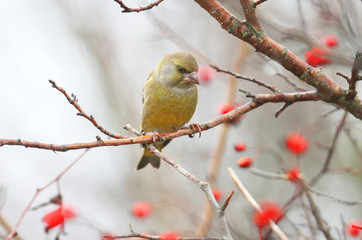 Male greenfinch filmed on a branch against a background of bright red berries of a hawthorn and a blurred background