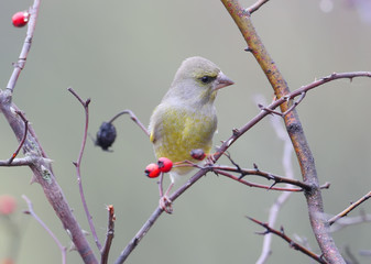 Male greenfinch filmed on a branch against a background of bright red berries of a hawthorn and a blurred background