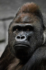 Obraz premium Portrait of a powerful dominant male gorilla , stern face.
