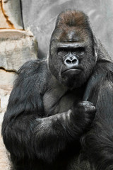 Portrait of a powerful dominant male gorilla , stern face and powerful arm.