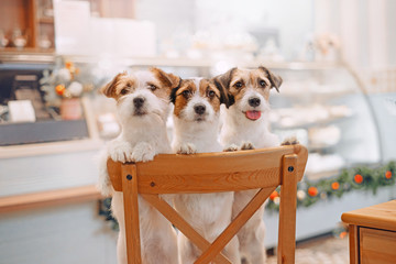 Three jack russell terriers sitting on chair