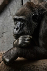 hand props his head. Monkey anthropoid gorilla female. a symbol of brooding rationality and heavy thoughts.