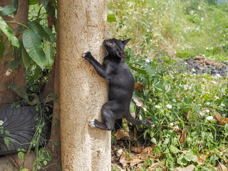 Portrait a cute black cat climbing the tree.