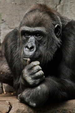 hand props his head. Monkey anthropoid gorilla female. a symbol of brooding rationality and heavy thoughts.