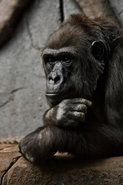 hand props his head. Monkey anthropoid gorilla female. a symbol of brooding rationality and heavy thoughts.
