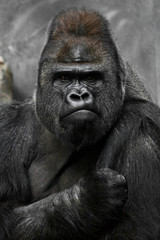 Portrait of a powerful dominant male gorilla , stern face and powerful arm. - 302895926