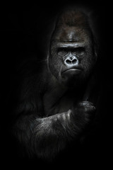 Portrait of a powerful dominant male gorilla , stern face and powerful arm. isolated black background. - obrazy, fototapety, plakaty