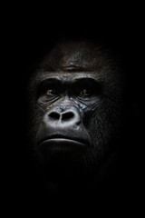 Portrait of a powerful dominant male gorilla , stern face. isolated black background.