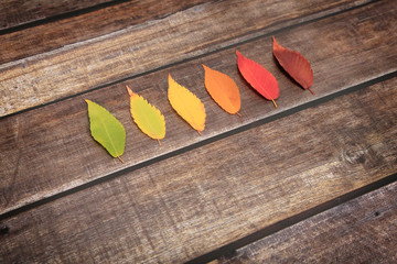 Leaves with fall color gamut on dark wooden background