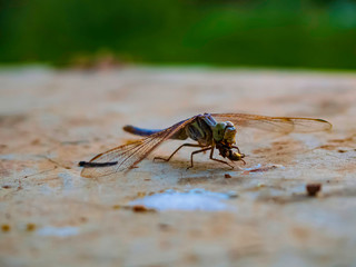 Dragonfly - Yusufcuk