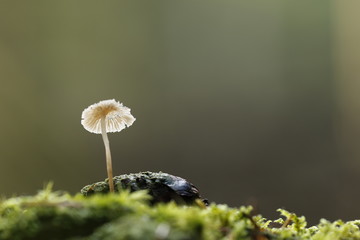 pilze