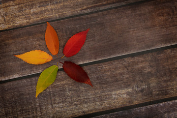 Leaves with fall color gamut on dark wooden background