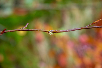 Ast mit einem Tropfen Wasser