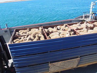 A lot of sheep being put on a ship and transported somewhere, Journey from Ushuaia to Punta Arenas...