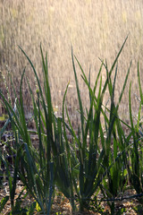Fototapeta premium green onions