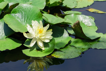 満開のハスの花