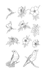 Dog-rose, briar, brier, eglantine, canker-rose and nightingale. Set of elements for design. Graphic drawing, outline. Vector illustration in black and white.