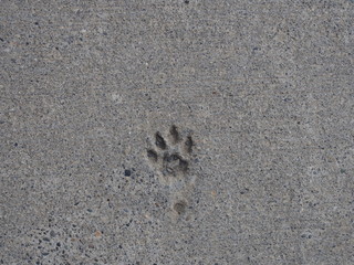 Dog footprints hardened by asphalt, Puerto Natales, Patagonia, Chile