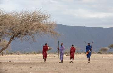 maasai warriors in a savannah