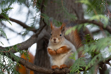 Naklejka na ściany i meble Squirrel in the autumn park