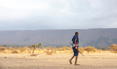 Fototapeta na wymiar maasai warriors in a savannah