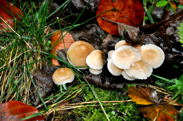 toadstool. Inedible mushrooms.
