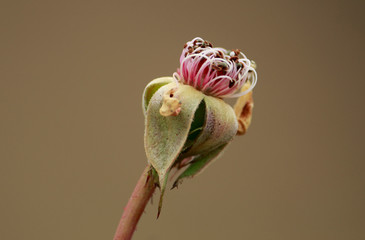 Lenten rose or Christmas rose (Helleborus) is a perennial flower that blooms in winter