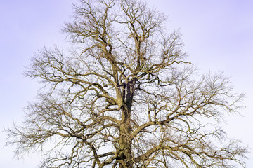 mosivny ancient oak in a field near the forest