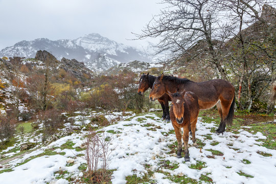 Caballos y potro mirando de frente en los pastos nevados de montaña de la Cordillera Cantábrica. Comarca de Riaño, León, España.