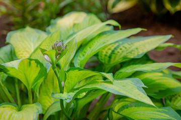 Lush foliage of decorative plant Hosta Funkia. Natural green background. Beautiful plant host in the flowerbed in the garden.