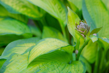 Lush foliage of decorative plant Hosta Funkia. Natural green background. Beautiful plant host in the flowerbed in the garden.