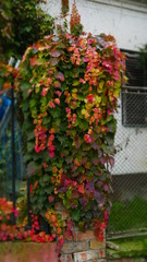 Fototapeta na wymiar red and green leaves in pots