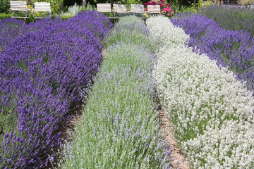 Gartenbau: Gartenstühle mit Blick auf Reihen von lila und weissem Lavendel