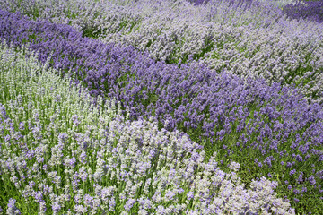 Obraz premium Gartenbau: In Reihen gepflanzter lila und weisser Lavendel