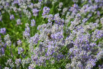 Natur- und Artenschutz: Eine Hummel steckt ihren Saugrüssel zum Sammeln von Nektar in eine Lavendelblüte