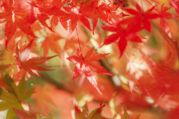 日差しを浴びるもみじ