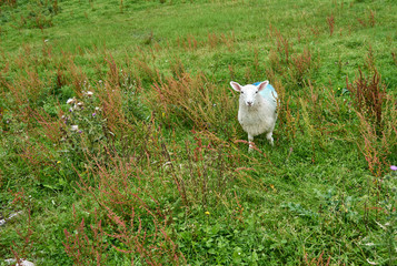 Fototapeta premium sheep on grass