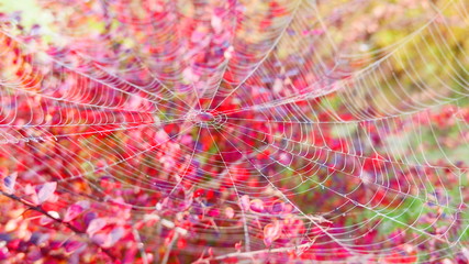 Spider web on a red bush